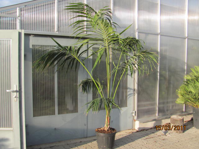 Howea forsteriana 150/170cm